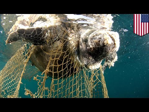 Ghost nets: The ocean's silent killer, explained - TomoNews