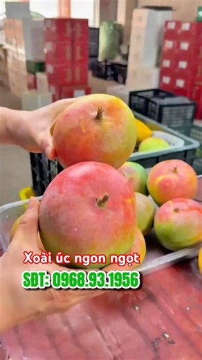 Xoài Úc khi chín có màu vàng pha đỏ đẹp mắt, trọng lượng lớn, năng suất cao #xoaiuc #xoài #cayanqua