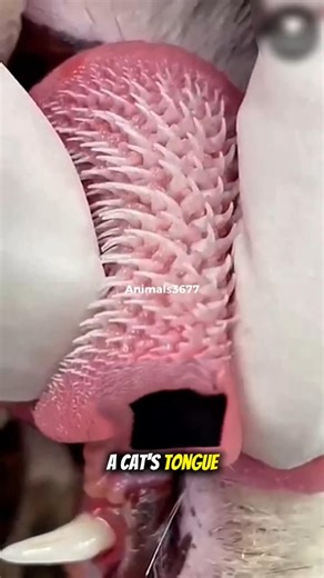 The interesting language structure of cats. 🐱👅😱