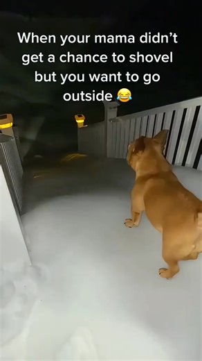 Funny dogs in winter ❄️☃️🐶#dog #funnyvideos #dogsoftiktok #foryou #funnydog #funnytiktok #fyp #pet | Pet Lovers