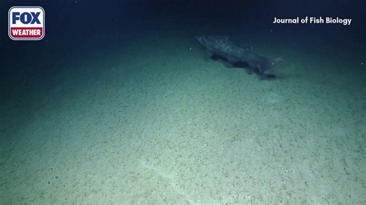 See it: Rare deep-sea goblin sharks filmed for first time in their natural habitat
