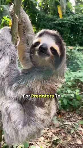 Why do sloths moves slowly? #facts #viralshorts #animals