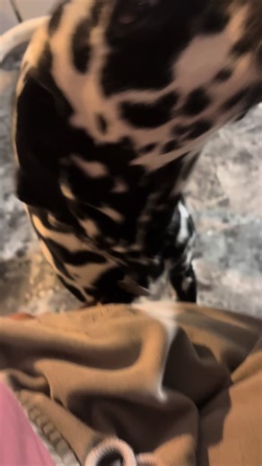 Hilarious Mix-Up: Cats and Dogs Confused!