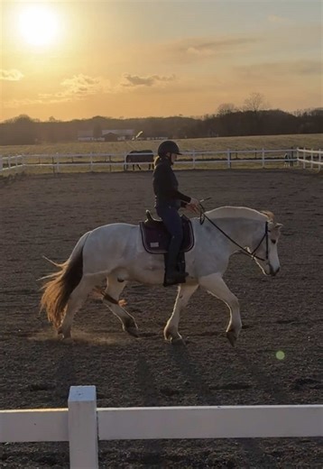 Det er altid sjovt at kigge tilbage på den første tid med Atom. Den udvikling han har været igennem, har været kæmpe og jeg er ret stolt (må man godt sige 😅) over den hest han er i dag og hvordan han har lært at bruge sin krop korrekt. Elsker den hest 🔥😍