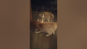 Cat vs Mirror. #cat #catfight #angrycat