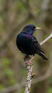 14K views · 941 reactions |  Did You Know? This Common Starling...