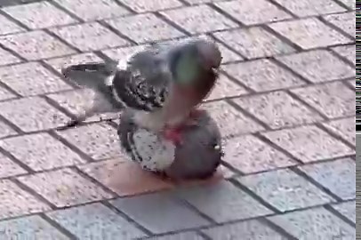 15 MILLION VIEWS IN ONE SINGLE DAYThese pigeons are going CRAZY VIRAL for fighting.... or .... fucking eachotherWhatever it was it looks like straight PVPThis shit is too funny not to send and just check the comments and there are ENDLESS MEMESThe ultimate PVP