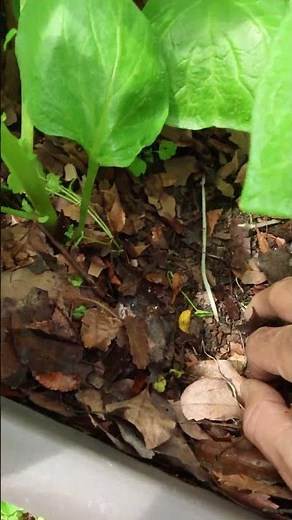 How to grow healthy potatoes using fallen leaves as mulch #homegardening
