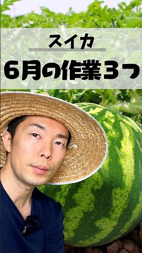 スイカの味は6月で決まる！甘いスイカを作る3つの作業