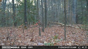 Delaware hunting lease now available on HLRBO! 16-acre wooded lot located in Felton, DE, conveniently situated off S Dupont Hwy. Lease Terms: Hunter must purchase hunting lease insurance prior to access. The property features two 2-man ladder stands, strategically positioned at the back of the lot (one in the north and one in the south), providing prime hunting spots. A central area offers ample space to place a ground blind for broader land coverage or to bring your own climbing stand for a mor