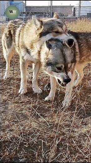Unbelievable Wolf Behavior Caught on Camera