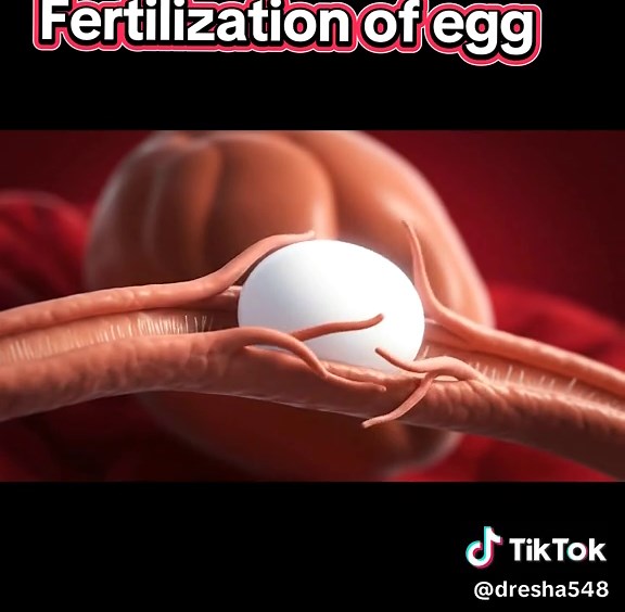 Understanding the Fertilization of Egg During Pregnancy