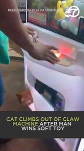 396K views · 9.6K reactions | A man who won a soft elephant toy in a claw machine at a gas station in Brazil couldn’t help but laugh when a sleepy cat climbed out of the machine as he went to retrieve his toy. 藍笠 | ABC7 | Facebook