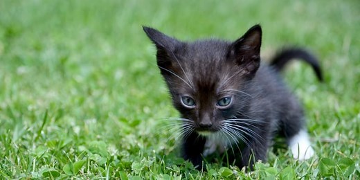 Quel poids idéal pour mon chat et mon chaton ?