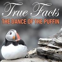 Dance Of The Puffin