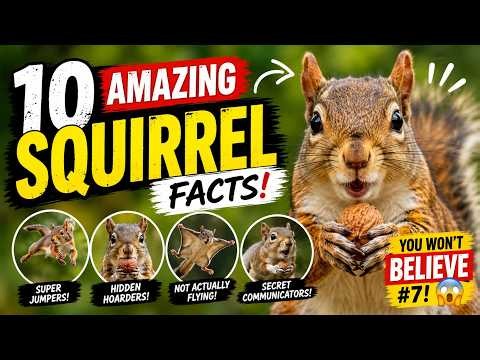 Squirrels Are Smarter Than You Think! | 10 Amazing Facts