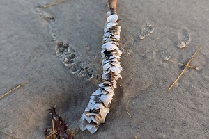 This 'unique shell' is actually a Texas beach worm