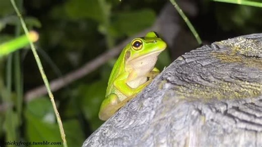 Sticky Frogs on Instagram: "This week we visited Sydney and the Central Coast to meet some new frog friends! We met these absolutely stunning Green and Golden Bell Frogs, who are unfortunately listed as Endangered in NSW. A big thank you to @jodirowley 🐸! (There are at least 5 different 🐸 species calling in this video!) #greenandgoldenbellfrog #ranoideaaurea #peronstreefrog #pengilleyiaperonii #tylerstreefrog #pengilleyiatyleri #stripedmarshfrog #limnodynastesperonii #screamingtreefrog #collee