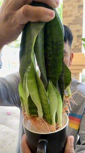 194K views · 3.3K reactions | sanseveria water propagation #sansevieria #waterpropagation #indoorplants #luckyplant | Jayson Gaylan | Facebook