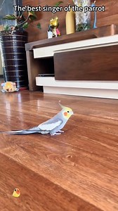 1.2M views · 51K reactions | The best singer of the parrot 列 #badrvid1 #parrotsoftiktok #lovebirdslover #petcare #parrotlover #indianringneck #cockatielsoftiktok #calopsita #calopsitalovers #cockatiel | Badrvid1 | Facebook