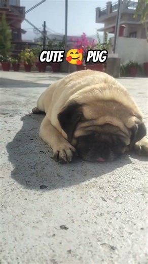 cute pug dog 🐕 #viral #pug #mypug #speakpug #pets #goldenretreivers #puppy #luckypug