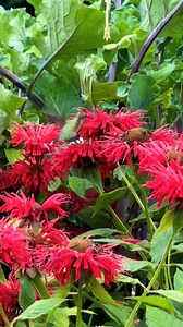 112K views · 8.3K reactions | I could watch Hummingbirds all day long ❤️ #Hummingbirdlove #hummingbird #reel #animals #videobird #viral #bird #nature #animais | Hummingbird Love | Facebook