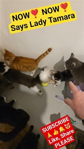 CUTE CATS are HUNGRY P.2 🤣 Dinner is SERVED 😻 14 Hungry Cats Stampede! ⏰ 喂猫 #cutecats 🐾 #funnycats