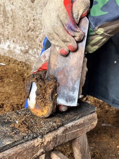 Expert Donkey Hoof Trimming Techniques and Tips