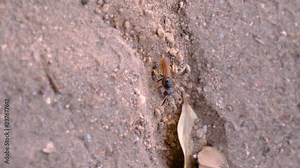 A vertical shot of a yellow wasp digging and clearing sand as it builds a nest in the ground.