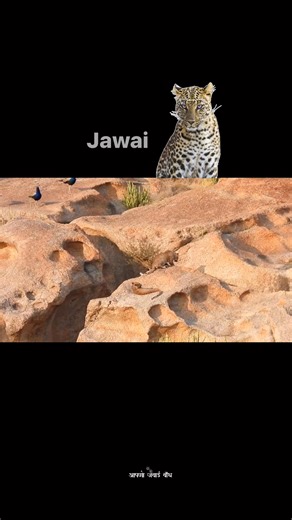 Jawai leopard 🐆 #jawai #leopard #safari #fbreelsfypシ゚ | आपणो जवाई बाँध