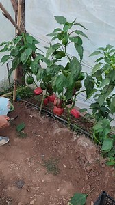 Cosecha de pimentón o chile morrón | Todo sobre huertos