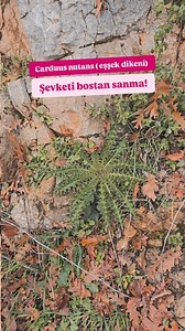 🌿 Carduus nutans mı, Şevketi bostan mı? Doğada en çok karıştırılan türlerden biri! Carduus nutans (Eşşek dikeni ) ile şevketi bostan aynı familyadan olsa da aynı bitki değildir. Carduus nutans; boyu 1 metreyi aşabilen, gövdesi sert ve yoğun dikenli, mor renkli ve en önemlisi çiçek başı aşağı doğru eğik olan yabani bir türdür. Yaprakları derin parçalı ve batıcı dikenlidir, gıda olarak kullanılmaz. 🥕 Kök farkı burada çok netleşir: Şevketi bostanın kökü kalın, etli ve nişastalıdır; bu yüzden mutf