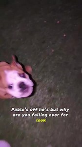 Discover the secret: 20 minutes of dog sniffing = 1 hour walk! 😎 An easy game for your pooch to de-stress. 🐶 #BulldogPabs #DogWellness | BulldogPabs