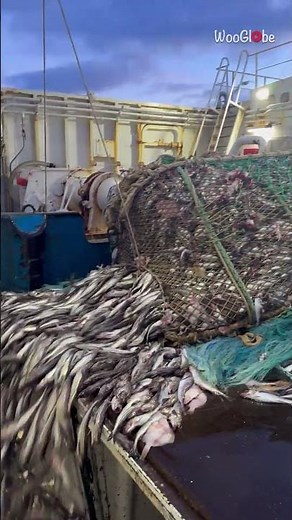 Pollock Factory Ship: Thousands of Fish Flood the Deck || WooGlobe