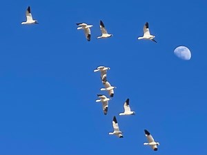 SIGN OF SPRING: First trickle of swans spotted at Freezout Lake