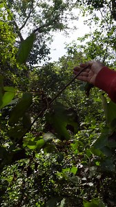 819K views · 3.4K reactions | Swami Bhaskaranand Ji"मोत के मुँह से बचाने वाली जड़ी बूटियों की पहचान करना सीखें" #farmers #DesiCowLover #maniimprovefarmer | MANI Improve FARmer | Facebook