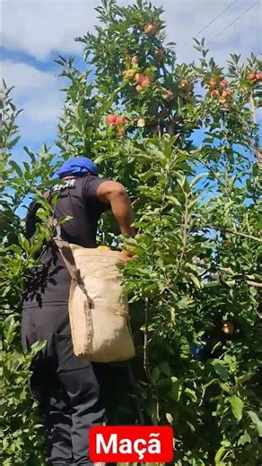 colheita da maçã no Rio Grande do Sul