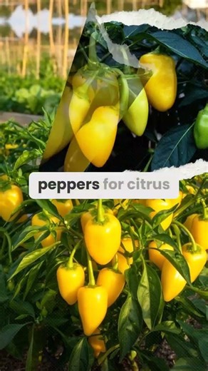 It's May and it's time to plant your food garden! #gardeningtips #gardenplants #victorygarden