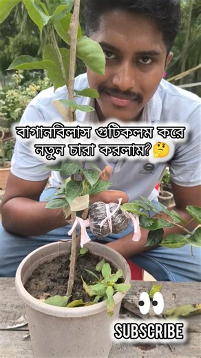 বাগানবিলাস গুটিকলম করে কিভাবে নতুন চারা করলাম?🌱#youtubeshorts #gardening #shortvideo #shorts #plants