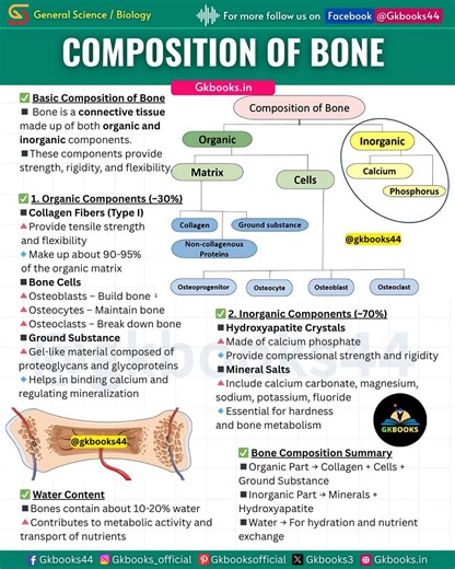 Composition of Bone – The Framework of Strength Ever wondered what gives your bones both strength and flexibility? Discover the perfect blend of minerals, collagen, and cells that make up the solid structure of your skeletal system. A must-know for biology and exam prep! #BoneComposition #HumanBodyFacts #BiologyForExams #skeletalsystem #biologynotes | Gkbooks