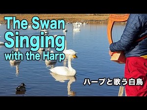 The Swan Singing with the Harp