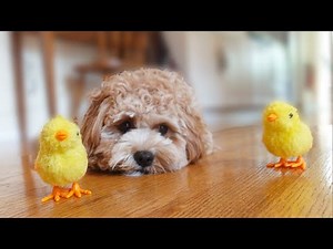Dog Makes Friends With Baby Chicks
