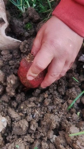 Planting garden beet plants Tutorial #farming #shorts