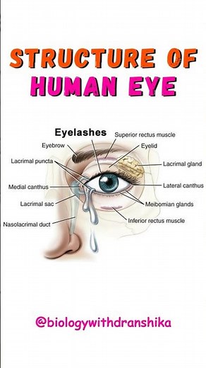 👁️ Structure of the human eye: Cornea, lens, retina, & optic nerve work together for vision. 👓
