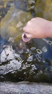 falcon lake small mouth bass catch&Release #fishing #lurefishing #smallmouthbassfishing #fish