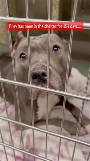 Meet Riley, an incredible dog who has been patiently waiting for her forever home for 191 days and counting. Despite being dropped off as a stray, Riley’s spirit remains unwavering. Will you be the one to give her the love and home she deserves? Watch her heartwarming journey and consider opening your heart to this remarkable companion. Reminder: We’re excited to announce that 100% of the profits from all of our new t-shirt designs will be donated to the Darlington Humane Society in South Caroli