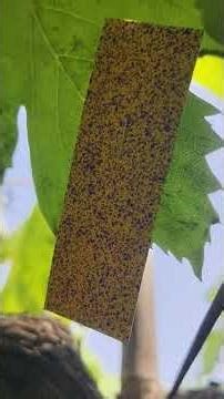 AD90 0067 for GA Naldurga