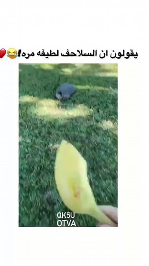 Turtle Feeding on Grass with Yellow Fruit