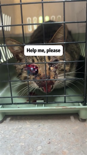This Cat Was Hit by a Car… Will It Ever See Again? 💔🐱 #CatRescue #AnimalRescue #RescueCat #CatRecovery #straycat