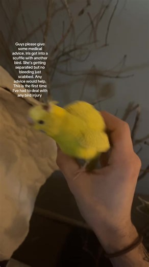 Worst part about keeping anything avian 🫩